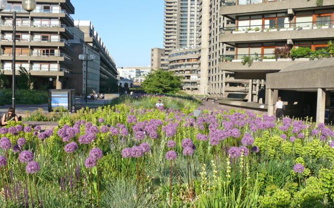 Pink Allium and other flowers surrounded by residential buildings